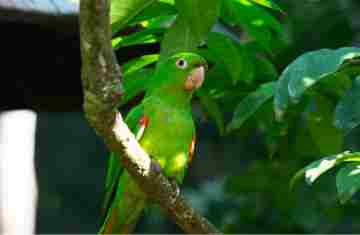  IAT reforça cuidados para a criação de animais silvestres de forma legal 